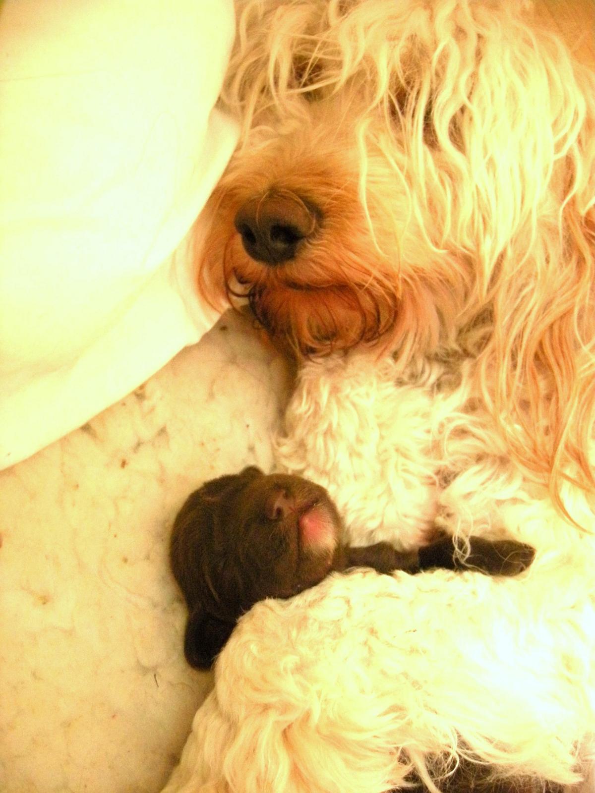 australian labradoodle